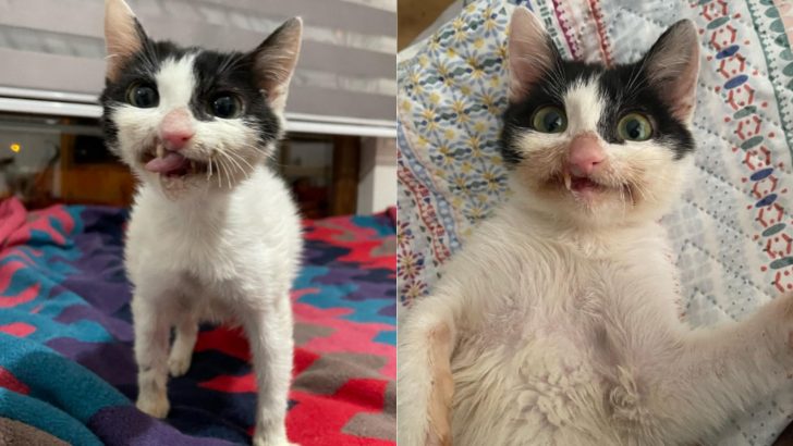 This Rescue Kitty Has The Most Charming Smile You’ll Ever See – And A Perfect Name To Go With It