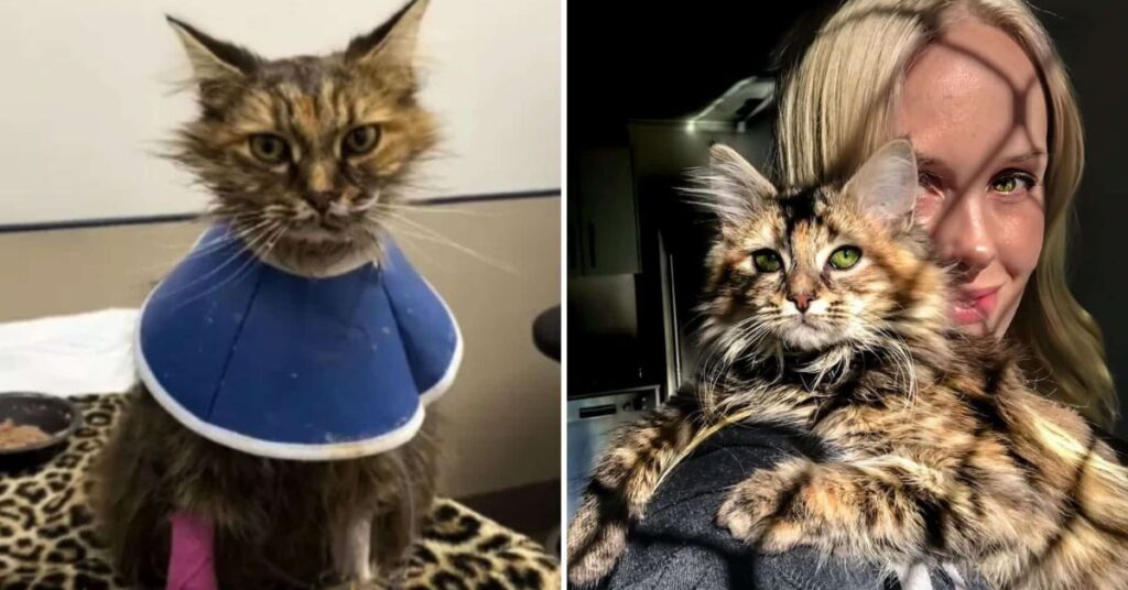 Vet Says This Cat Won’t Survive Two Days Outside The Hospital, But She Surprises Everyone