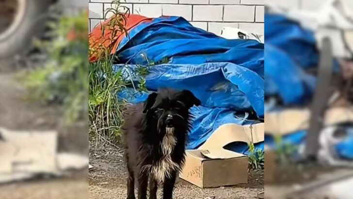 Woman Kept Trying To Win The Heart Of An Abandoned Dog Who Was Distrustful Of Humans