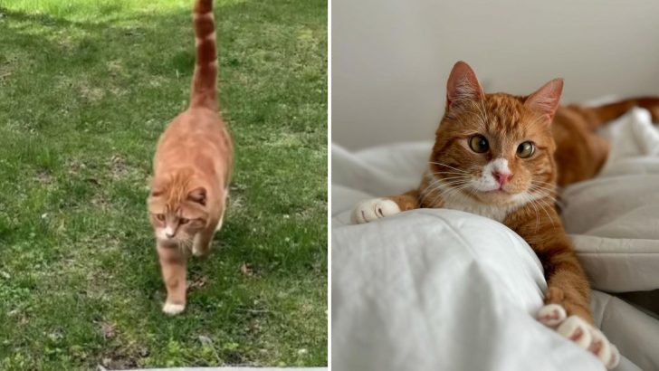 Young Girl’s Compassion Brings This Cross-Eyed Ginger Cat Finally Off The Streets Of New York