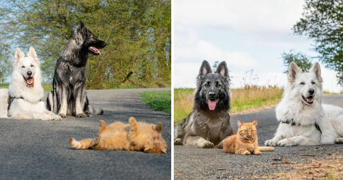 We Saved A Kitten, The Dogs Helped Us To Raise Him, And Now The Cat Thinks He’s A Dog