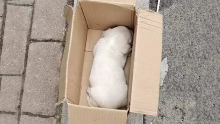 Man Heartbroken To Discover A Shivering Puppy Struggling And Crying In A Small Box