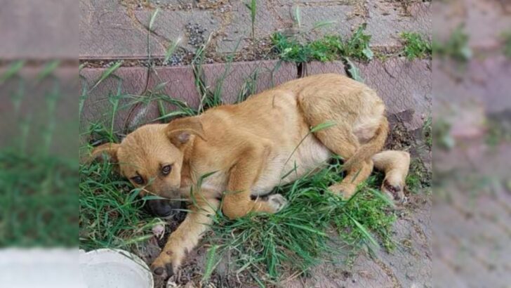 Adorable Puppy Who Was Involved In A Car Accident Was Brought To Tears When A Kind Hooman Approached