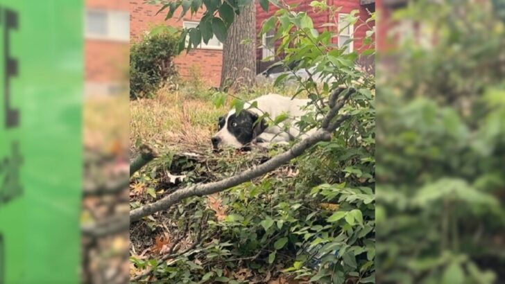 An Injured Pup Who Hid Behind A Dumpster, Too Scared To Ask For Help, Turns Into A Cuddle Bug