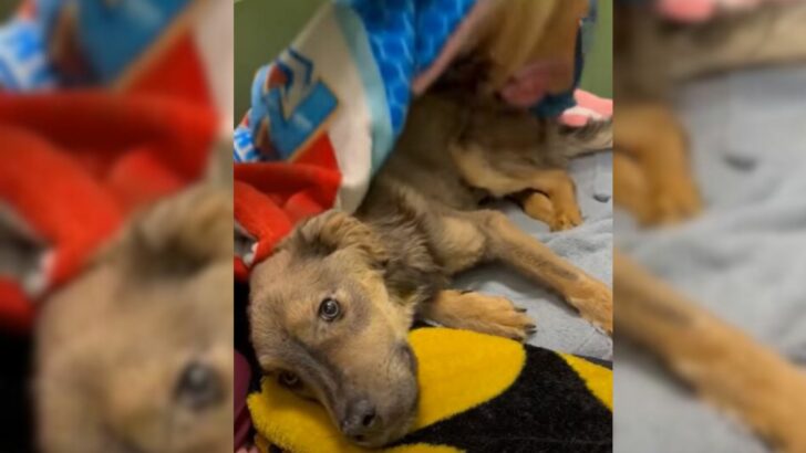 Foster Mom Who Took In A Malnourished, Emaciated Pup Couldn’t Bear To Part Ways With Him