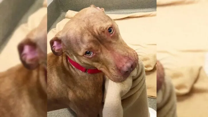 This Pittie Makes His Bed Every Day To Show He’s A Good Boy Ready For Adoption