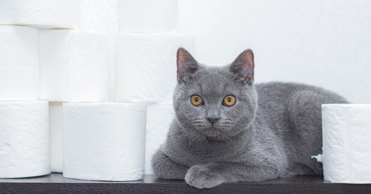 Revealing 6 Steps To Teach Your Cat To Use The Litter Box Correctly