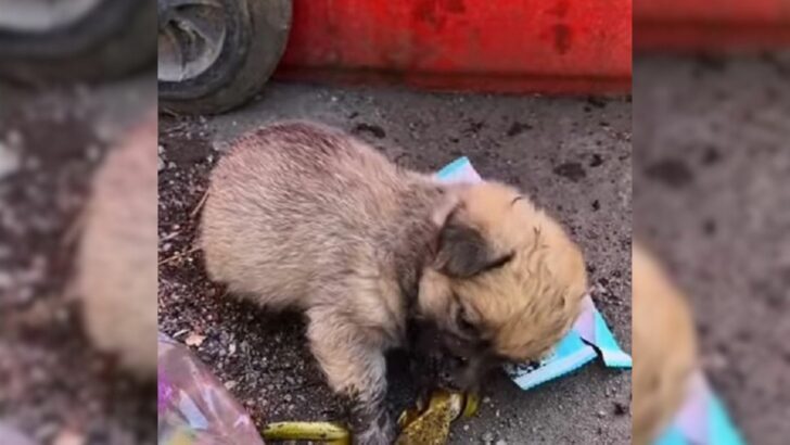 Kind People Rescue A Sad Puppy Who Crawled Around The Trash, Hoping To Find Some Leftovers