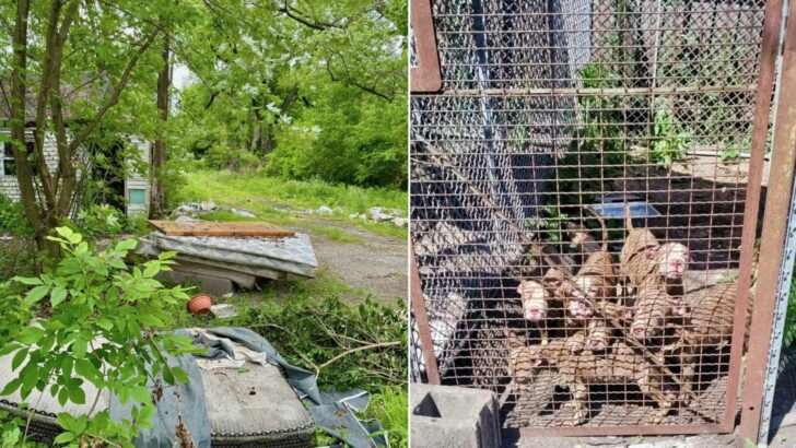 Man’s Heart Broke When He Found A Litter Of Abandoned Puppies On Thrown-Out Mattress