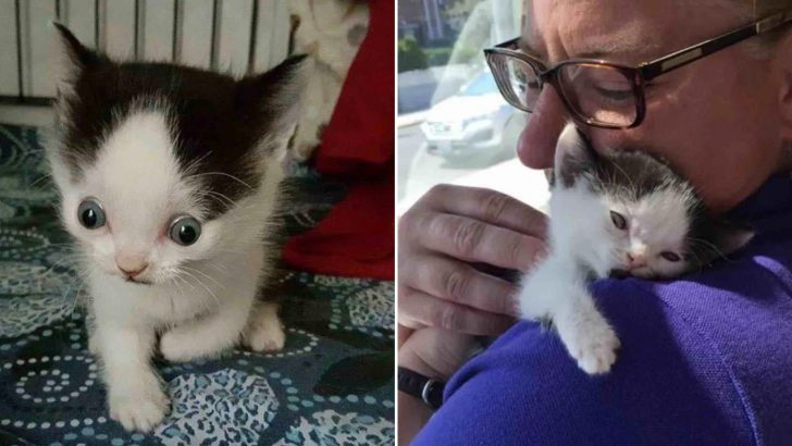 Unwanted Kitten With Unique Eyes Was On The Brink Of Euthanasia Until She Came Into His Life