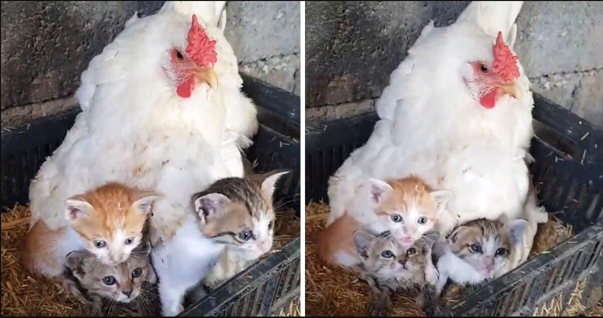 A Guy Captured His Chicken Taking Care Of Three Orphaned Kittens