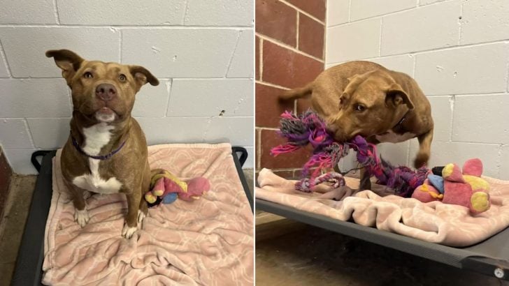 The Only Pup In Shelter Who Didn’t Get Adopted Plays With Her ‘Imaginary Friends’