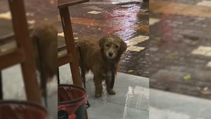 Stray Dog Stood In Front Of Restaurant Begging For Food But Everyone Just Ignored Him