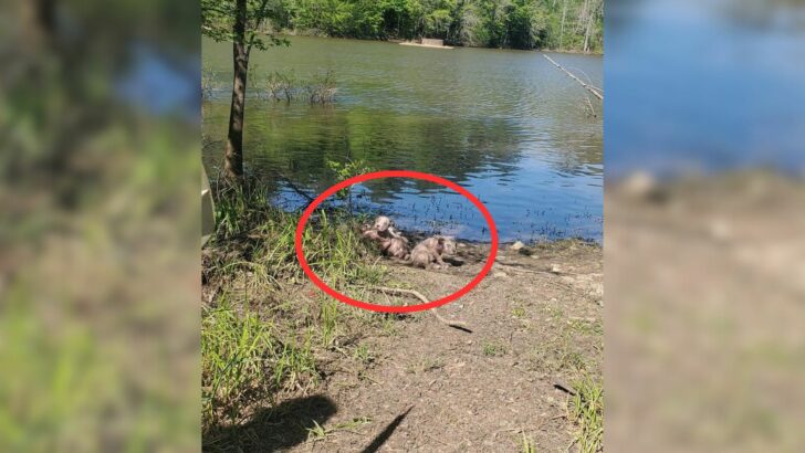 This Kayaker Was About To Go In The Water When He Saw Something That Shocked Him