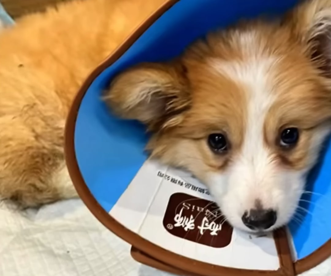 Sweet Puppy Abandoned at a Construction Site Finally Finds Hope When Rescued by Heroes